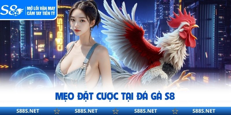 Mẹo đặt cược tại đá gà S8